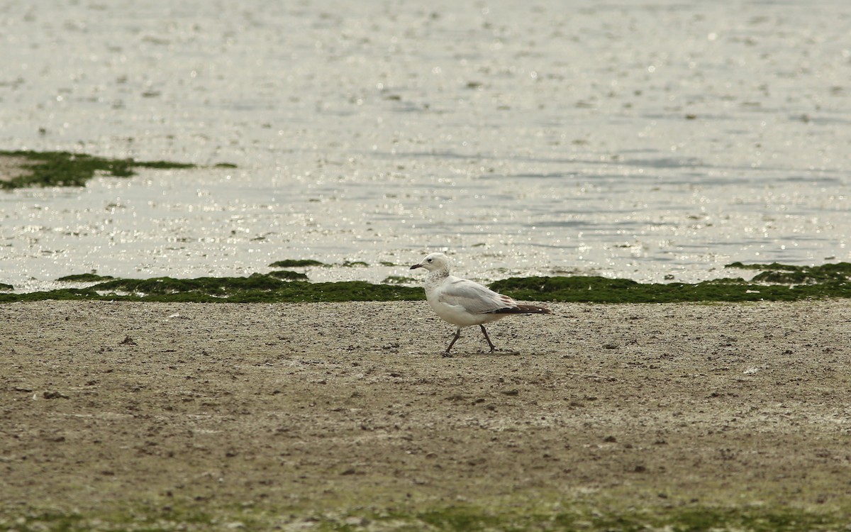 Relict Gull - ML256065281