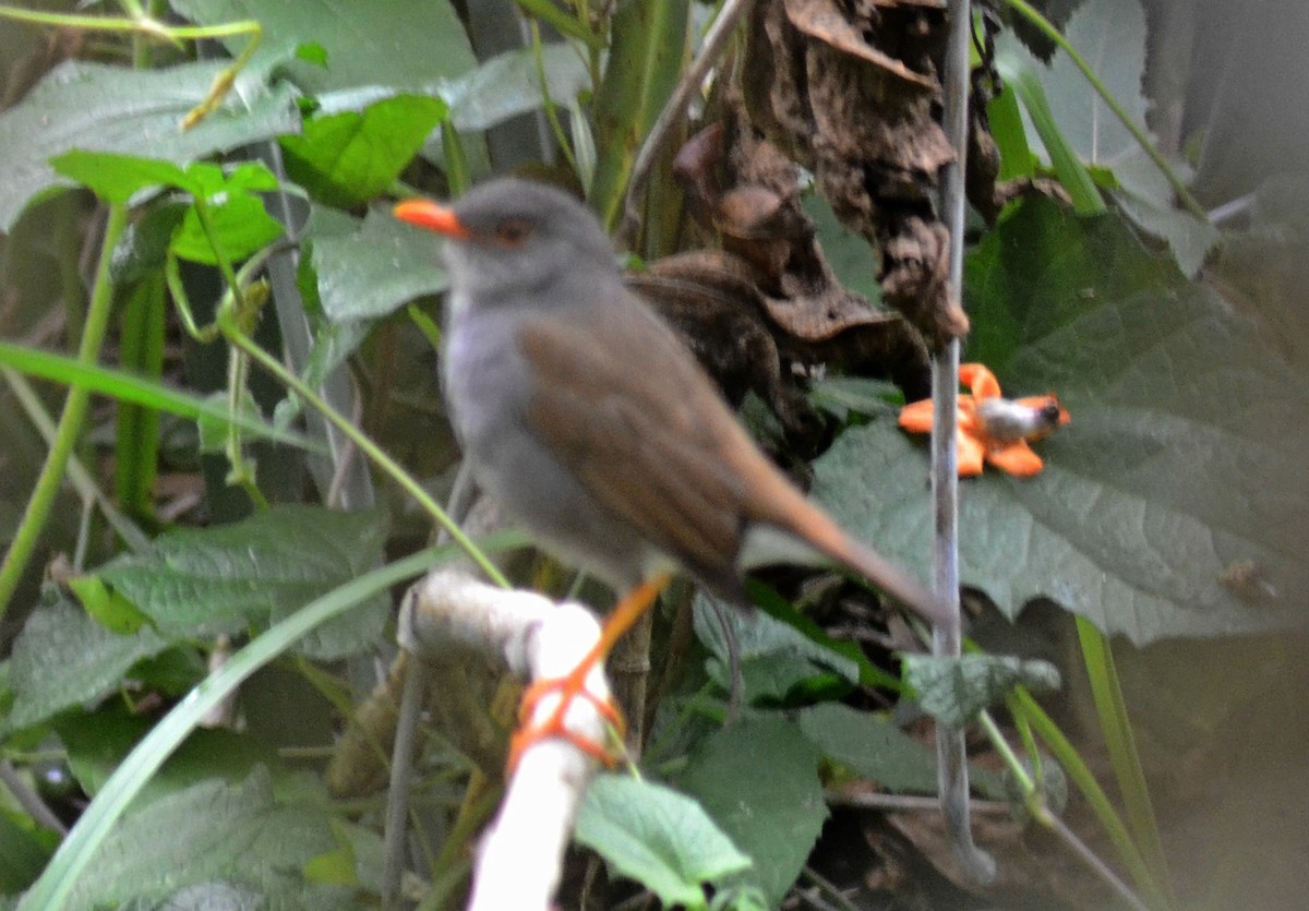 Orange-billed Nightingale-Thrush - ML256067881