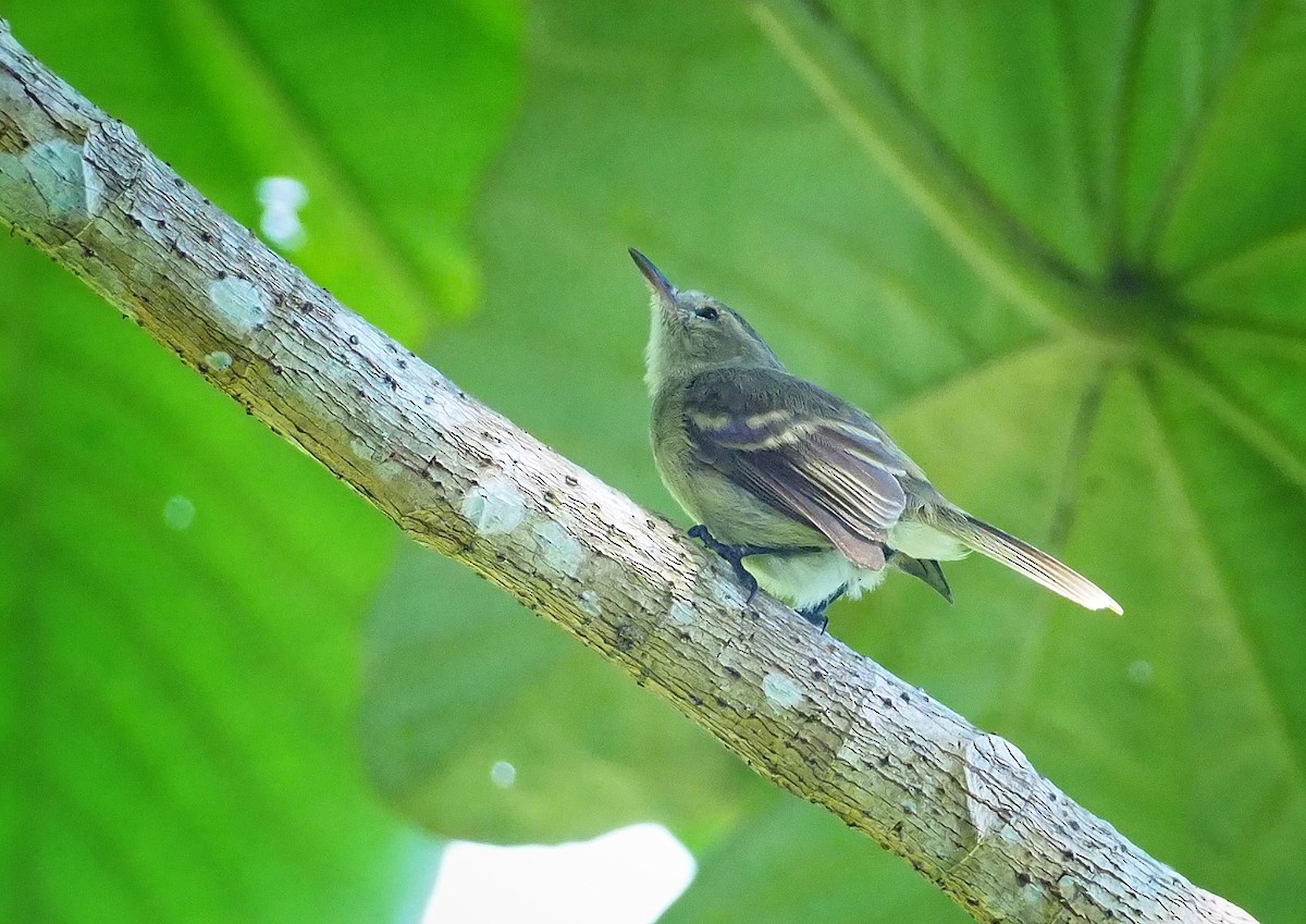 Cocos Tyrannulet - Serge Arias