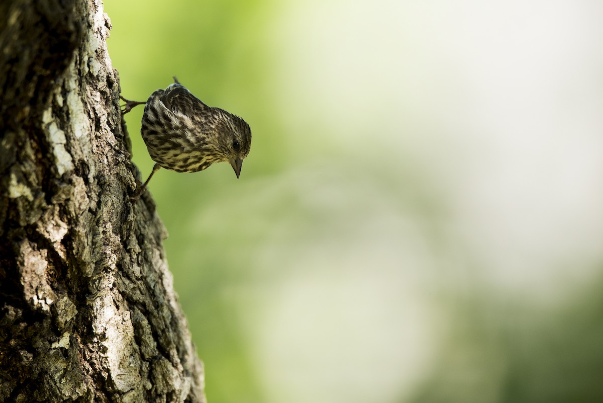 Pine Siskin - ML25606871