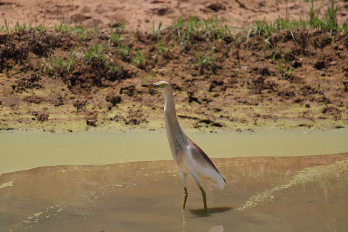 Indian Pond-Heron - ML256068931