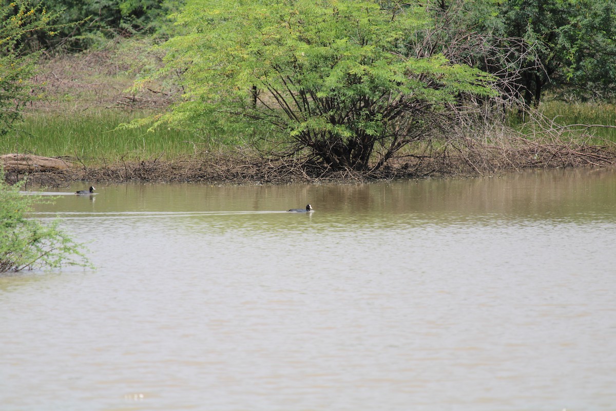 Eurasian Coot - ML256069121