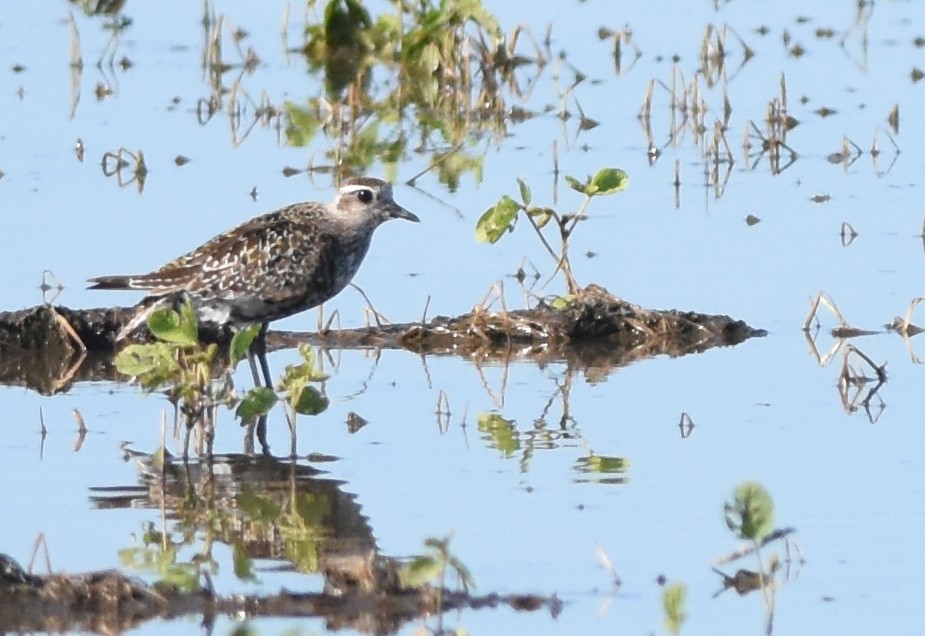 American Golden-Plover - ML256069321