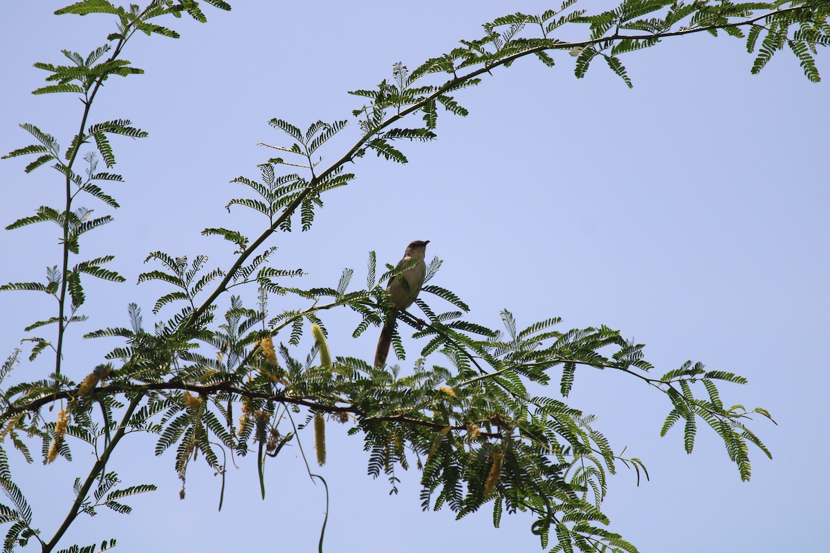 Ashy Prinia - Rajasekar S