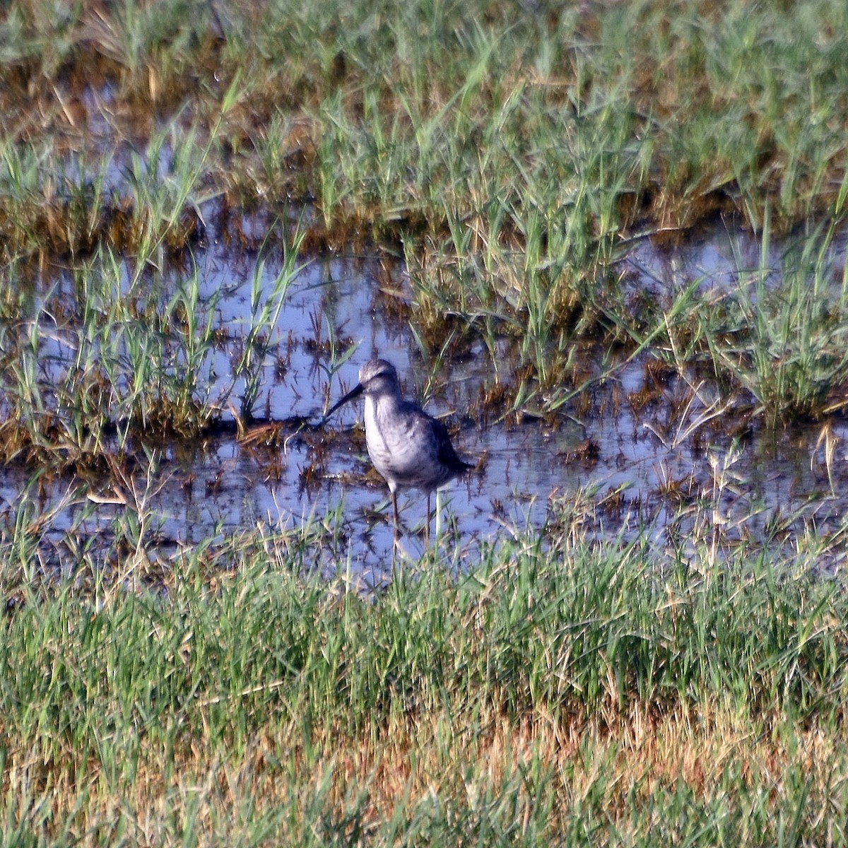 Stilt Sandpiper - Kevinn Fung