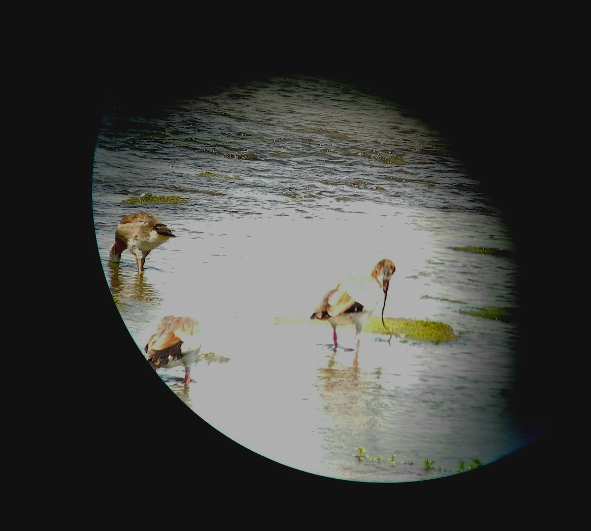 Egyptian Goose - ML256071251