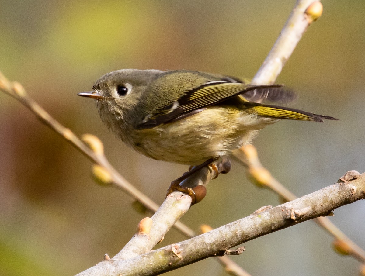 Ruby-crowned Kinglet - Cris Heins