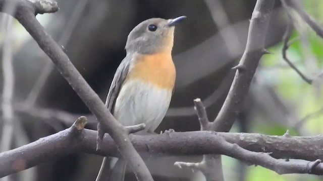 Blue-throated Flycatcher - ML256072721