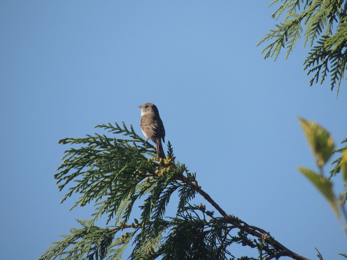 Willow Flycatcher - ML256072801