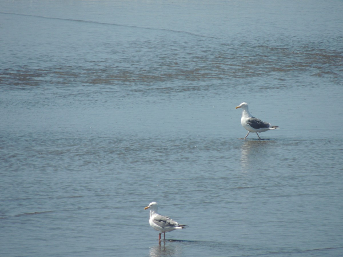 Western Gull - Bobby O