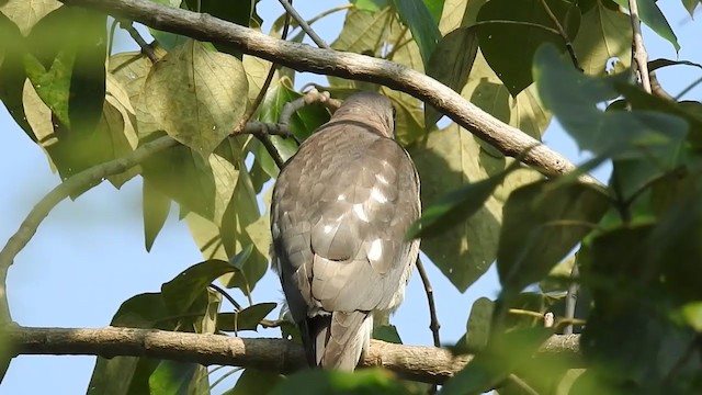 Gavilán Chikra - ML256073021