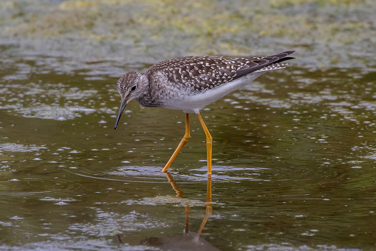 Lesser Yellowlegs - ML256074901