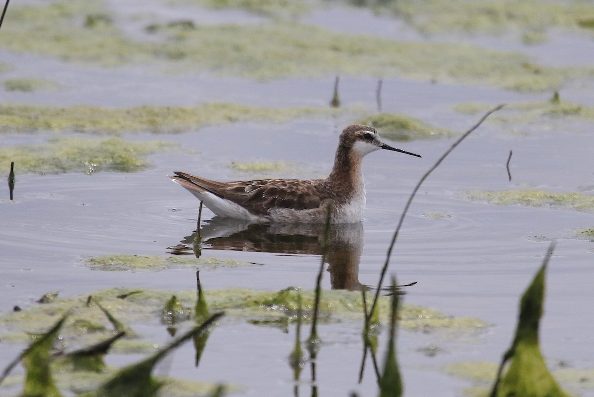 Wilson's Phalarope - Janet Kelly