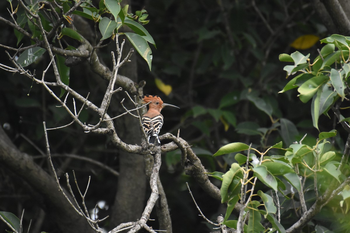 Common Hoopoe - ML256078811