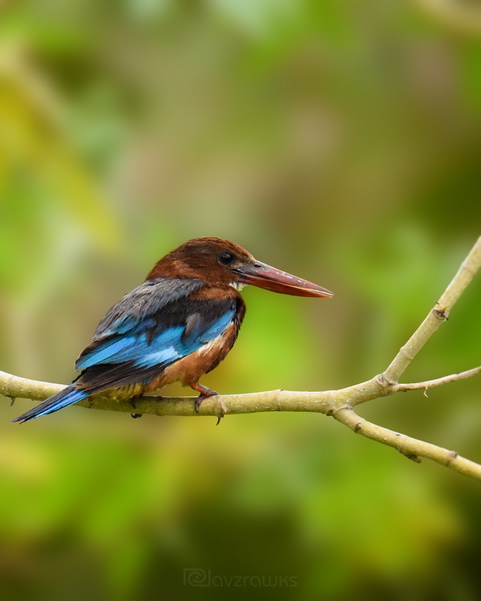 White-throated Kingfisher - ML256078841