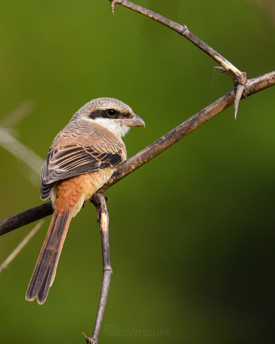 Long-tailed Shrike - ML256078871