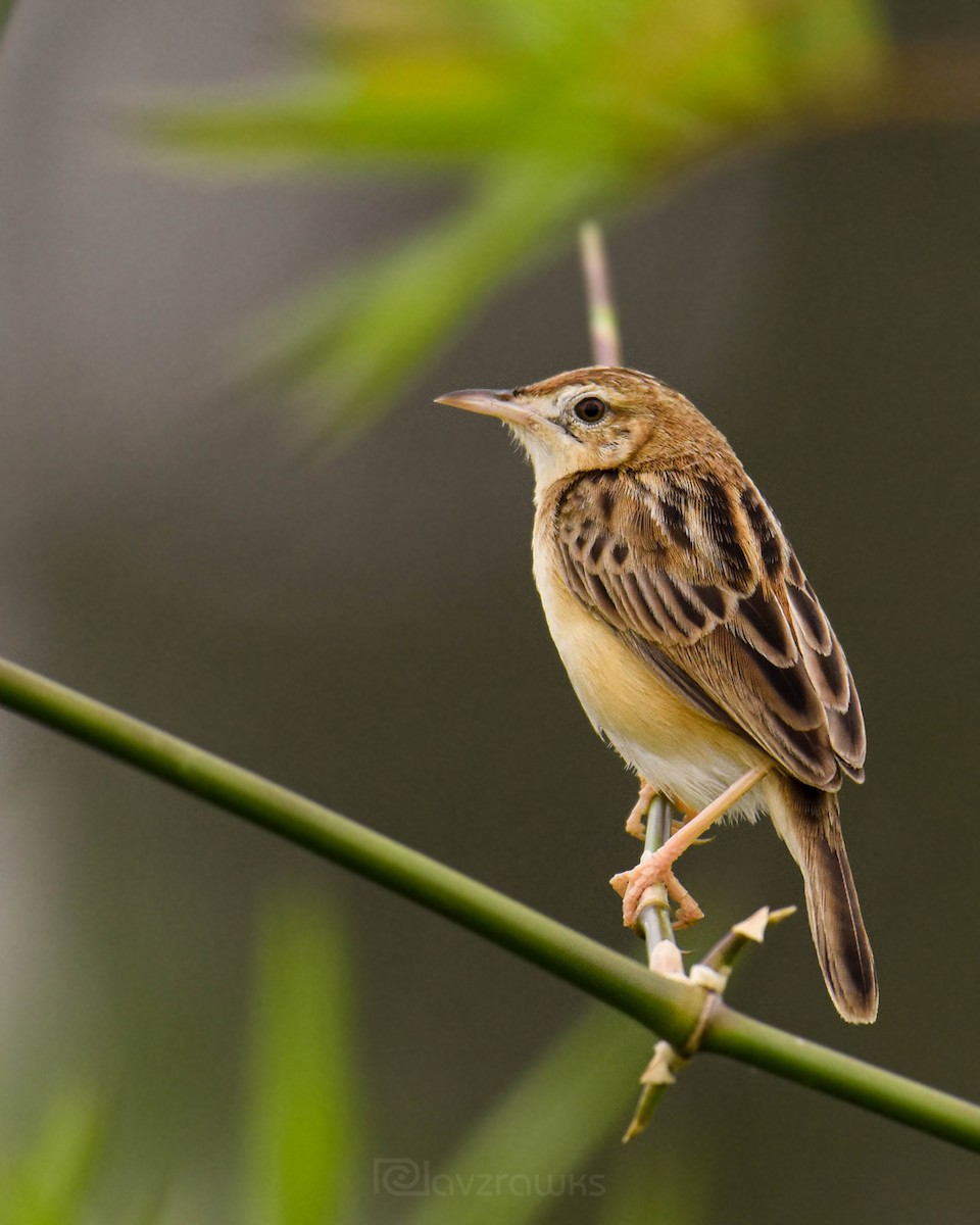 Zitting Cisticola - ML256078881