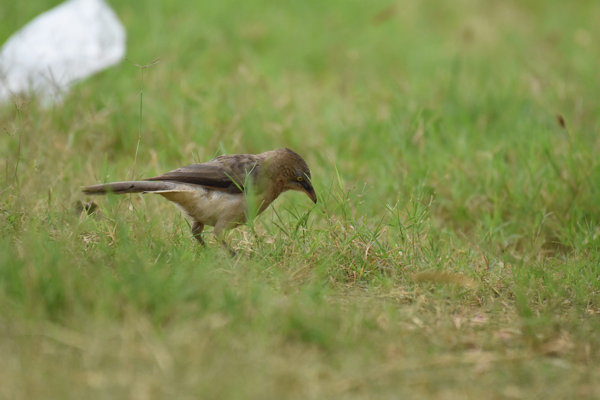 Large Gray Babbler - ML256078901