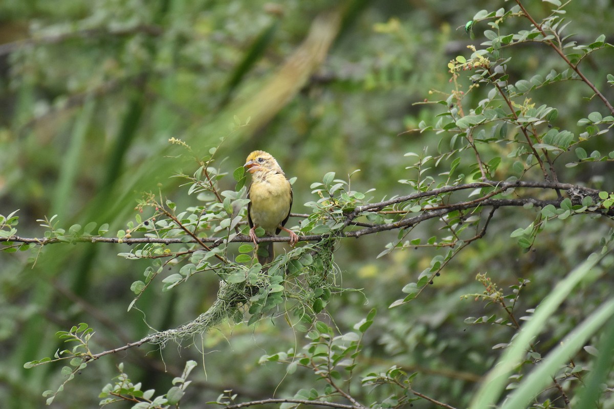 Baya Weaver - ML256078921