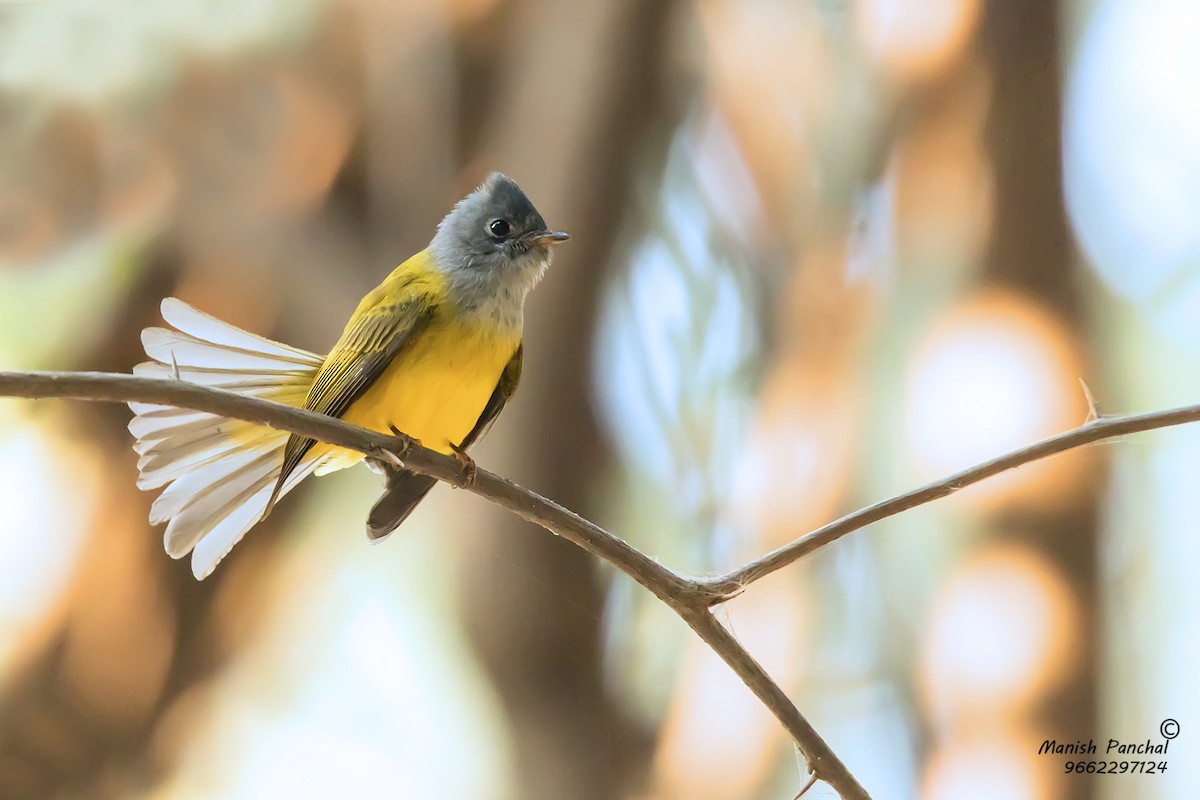 Gray-headed Canary-Flycatcher - Manish Panchal