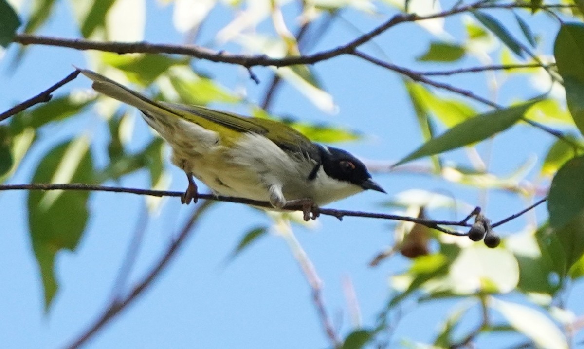 White-naped Honeyeater - ML256080671