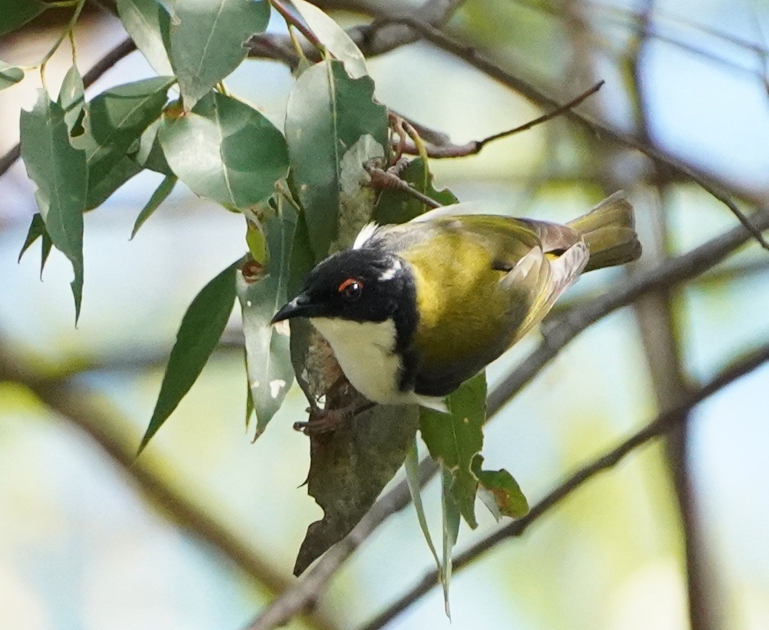 White-naped Honeyeater - ML256080681