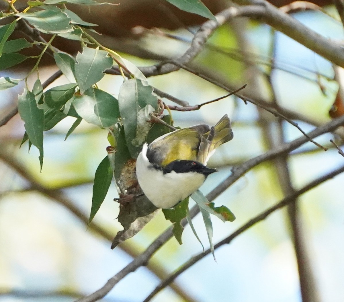 White-naped Honeyeater - ML256080691