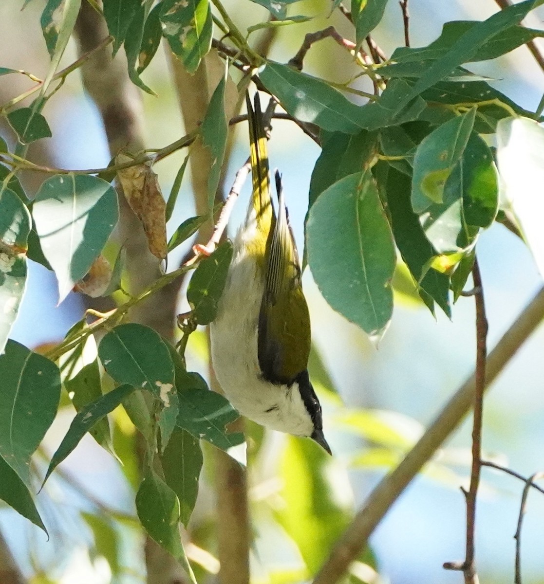 White-naped Honeyeater - ML256080701