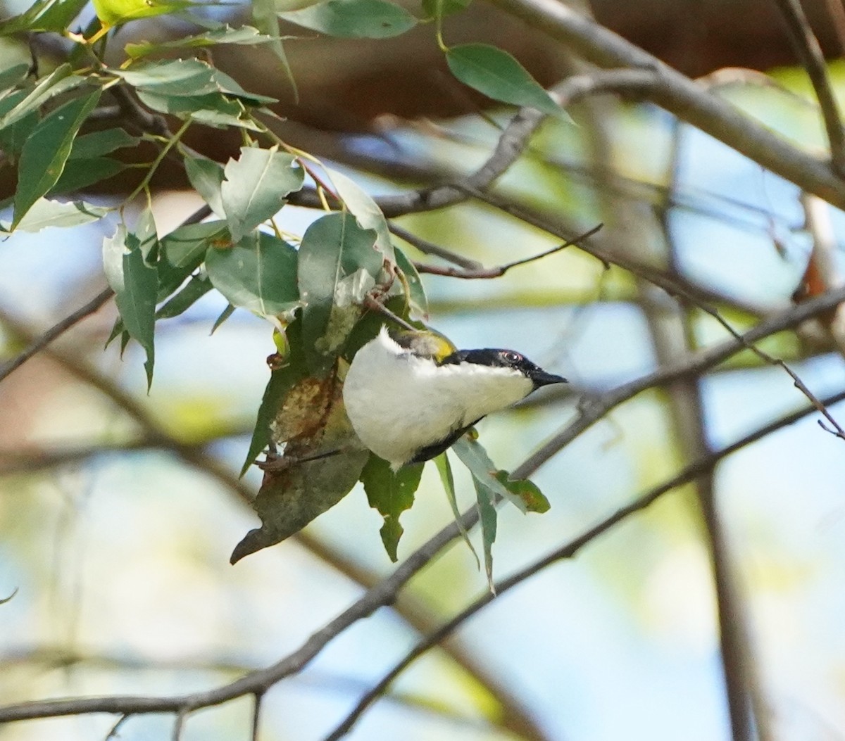 White-naped Honeyeater - ML256080711