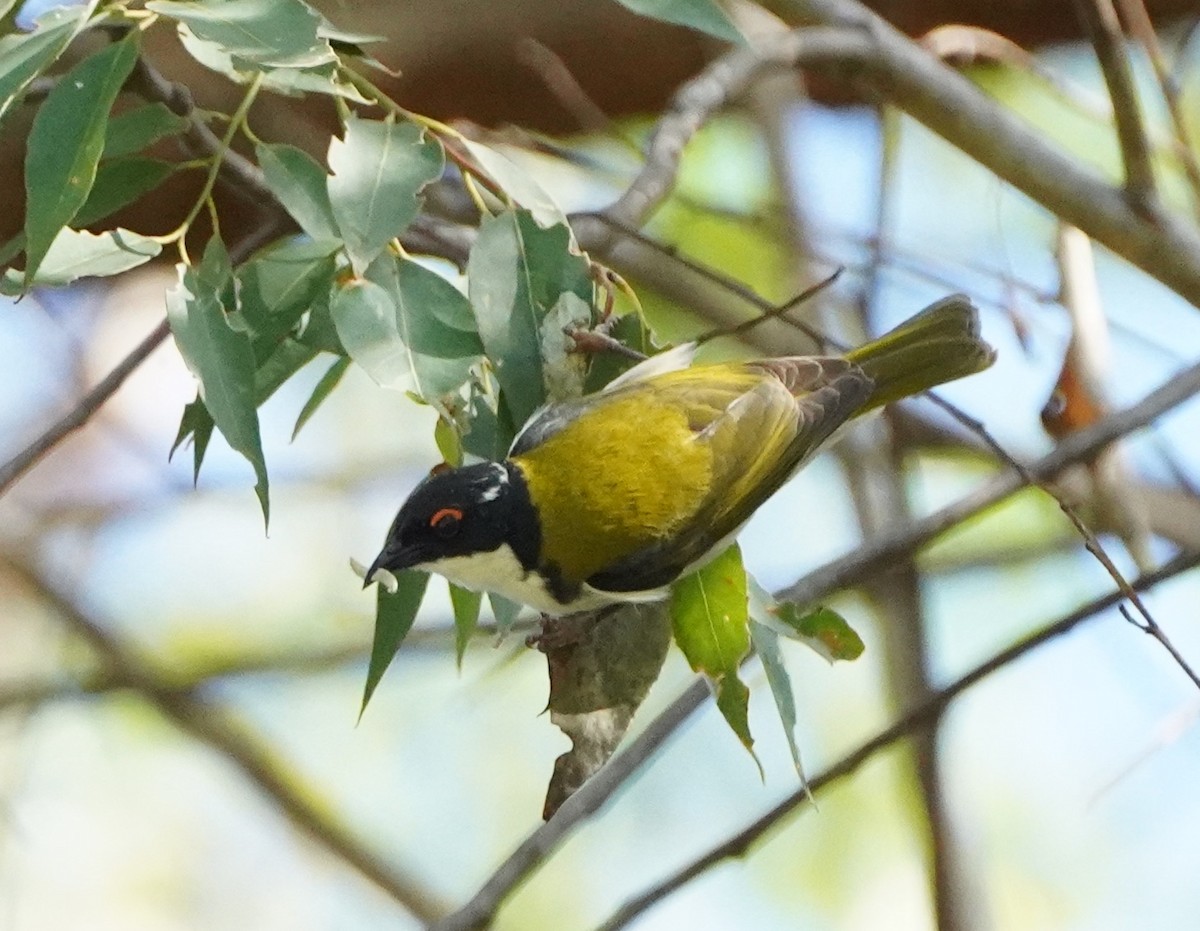 White-naped Honeyeater - ML256080721
