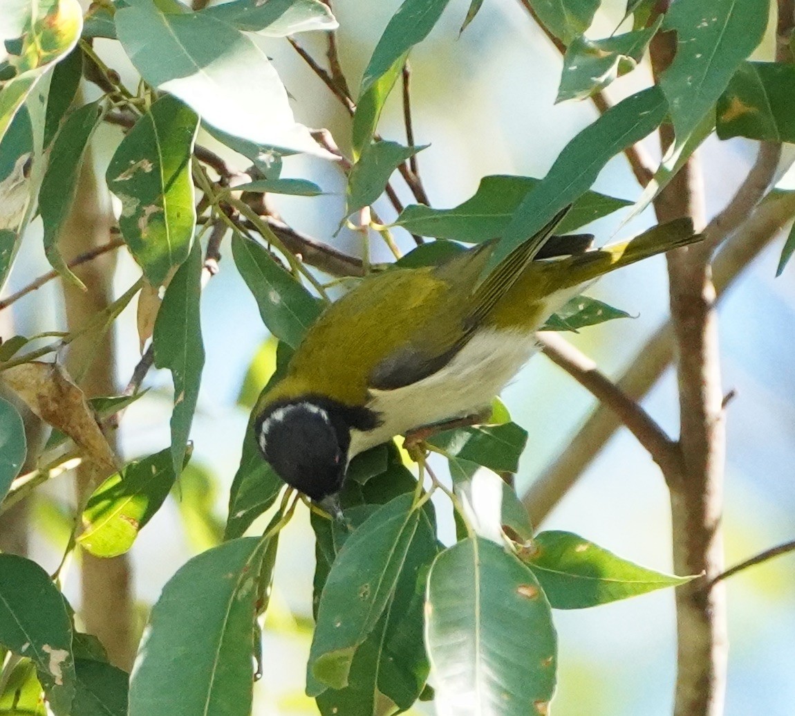 White-naped Honeyeater - ML256080731