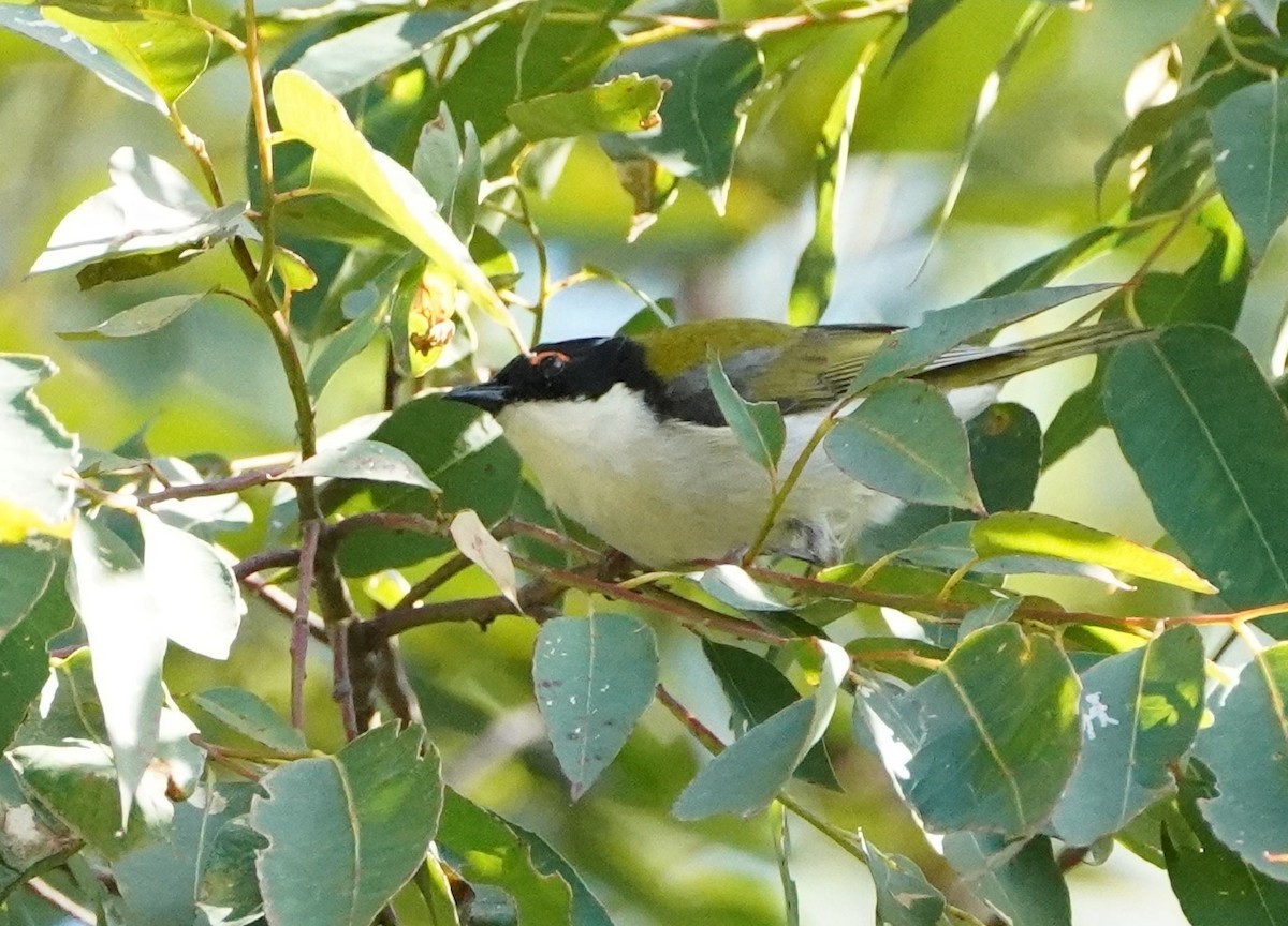 White-naped Honeyeater - ML256080741