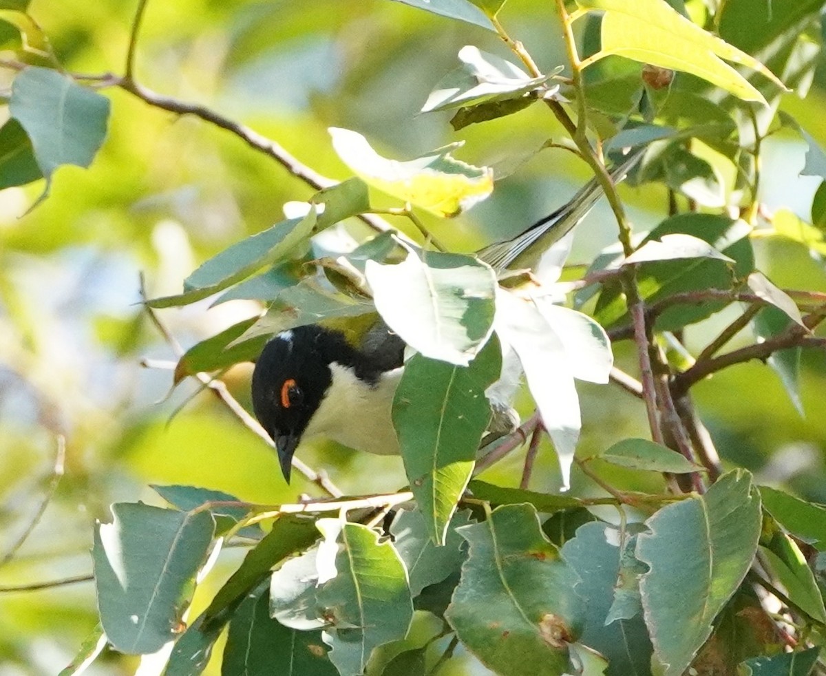 White-naped Honeyeater - ML256080751