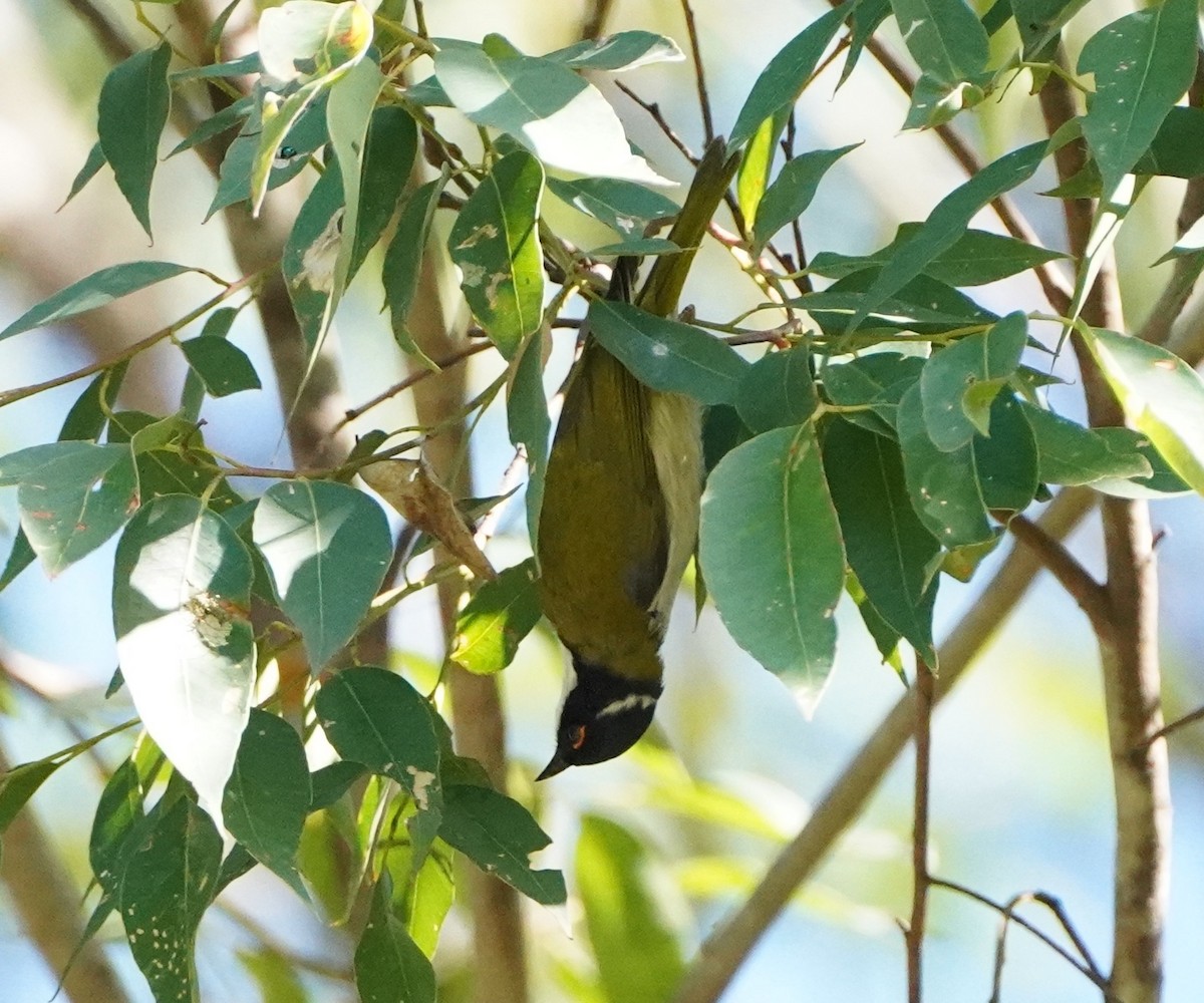 White-naped Honeyeater - ML256080761