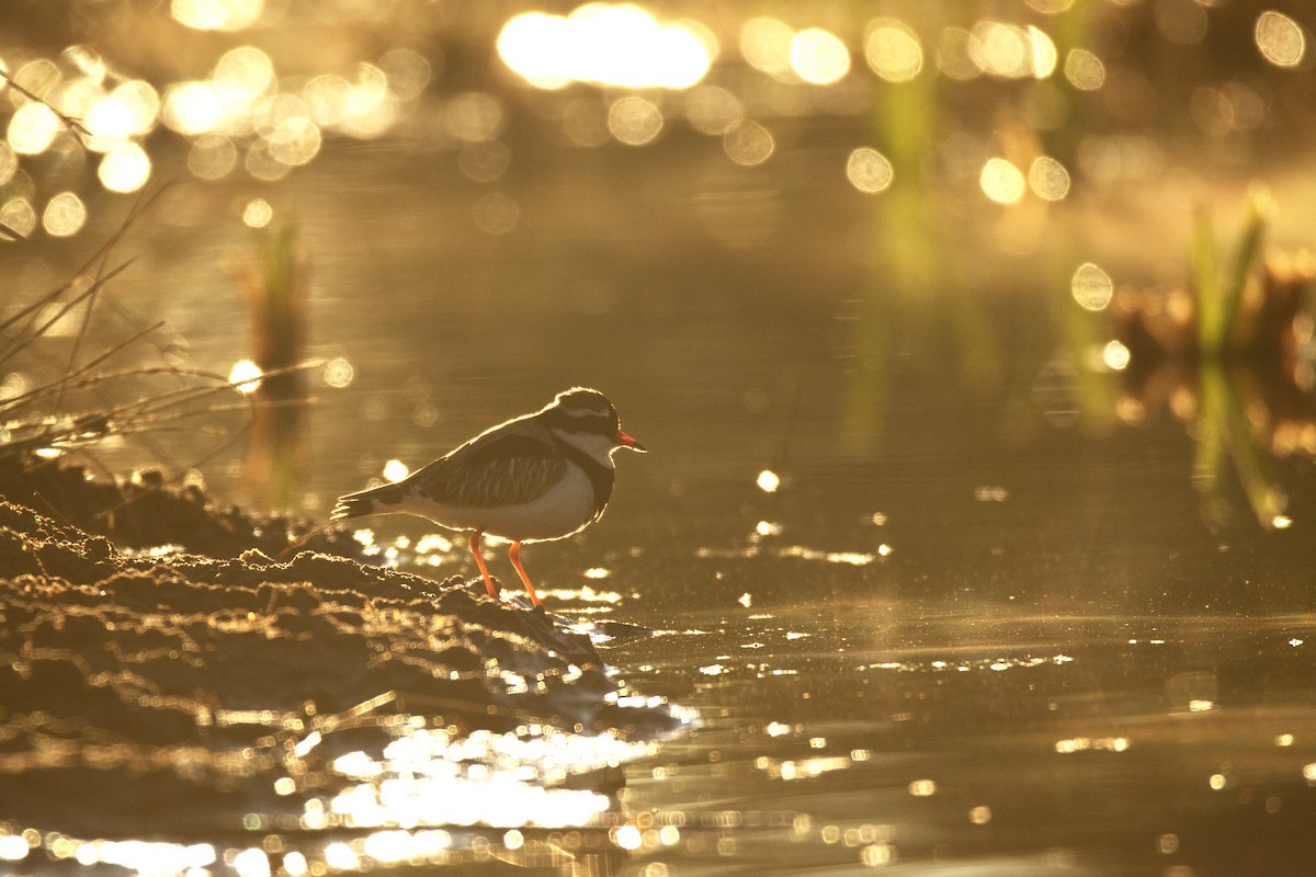 Black-fronted Dotterel - ML256081211