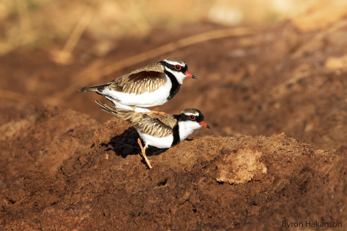 Black-fronted Dotterel - ML256081221