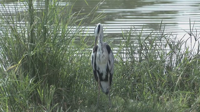 Gray Heron - ML256081301