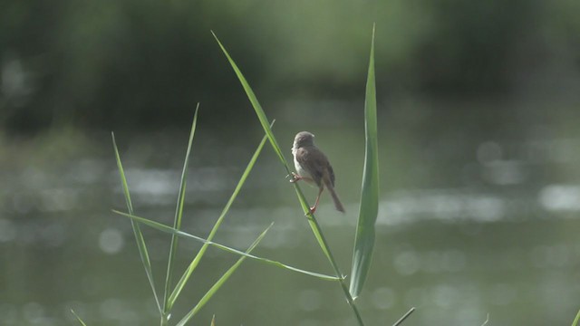 Tawny-flanked Prinia - ML256081451