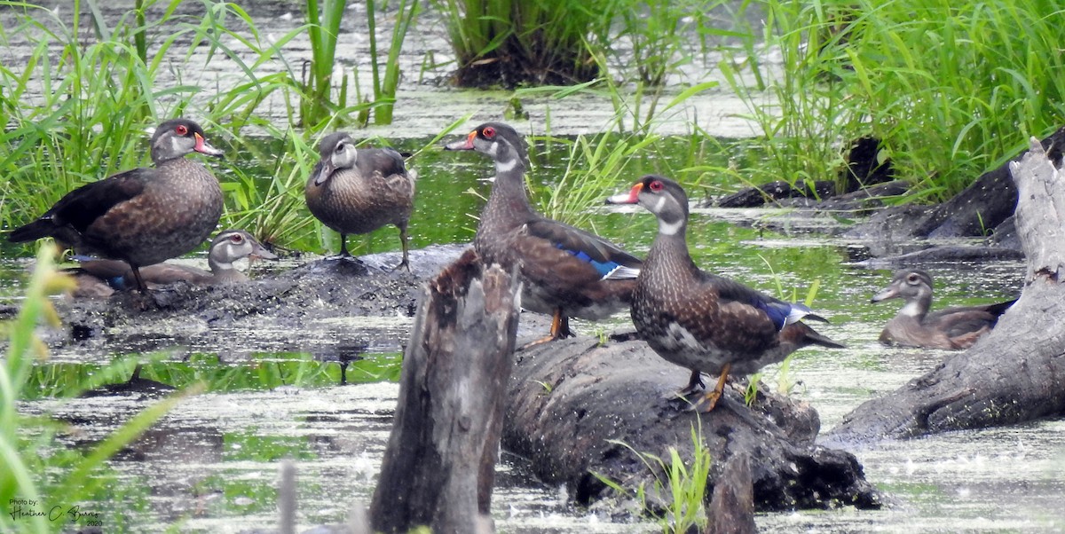 Wood Duck - ML256084111