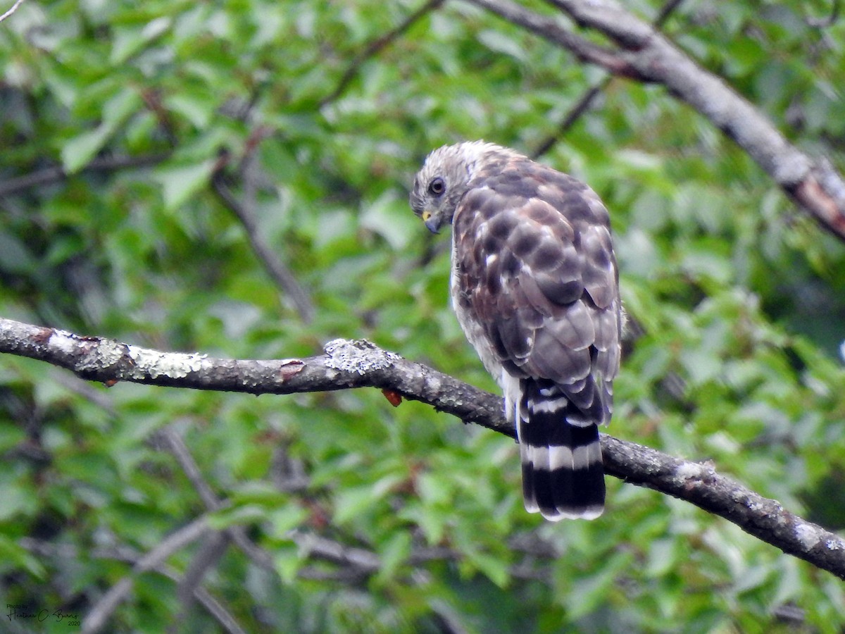 Broad-winged Hawk - ML256084141