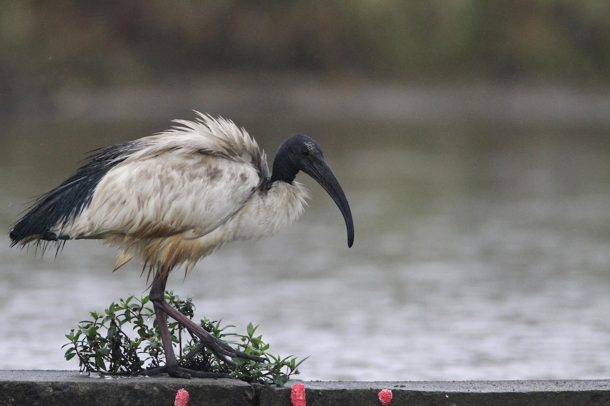 African Sacred Ibis - ML256084241