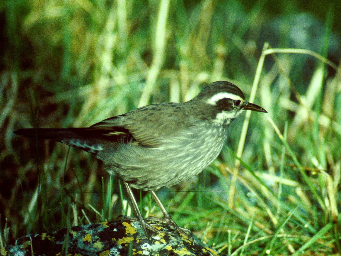 Remolinera Araucana - ML256086281