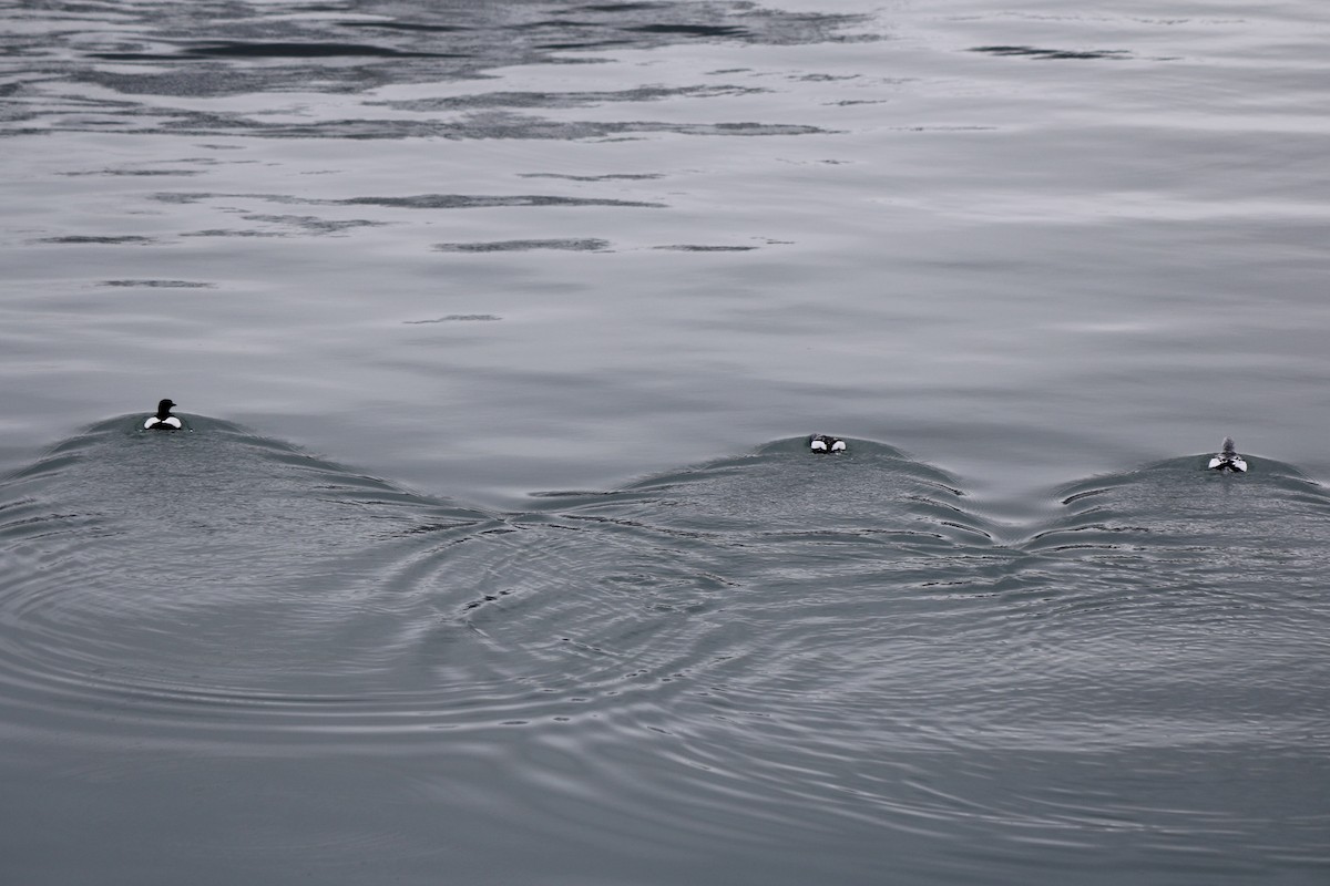 Black Guillemot - ML256086521