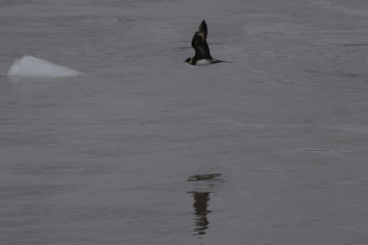 Parasitic Jaeger - ML256086551