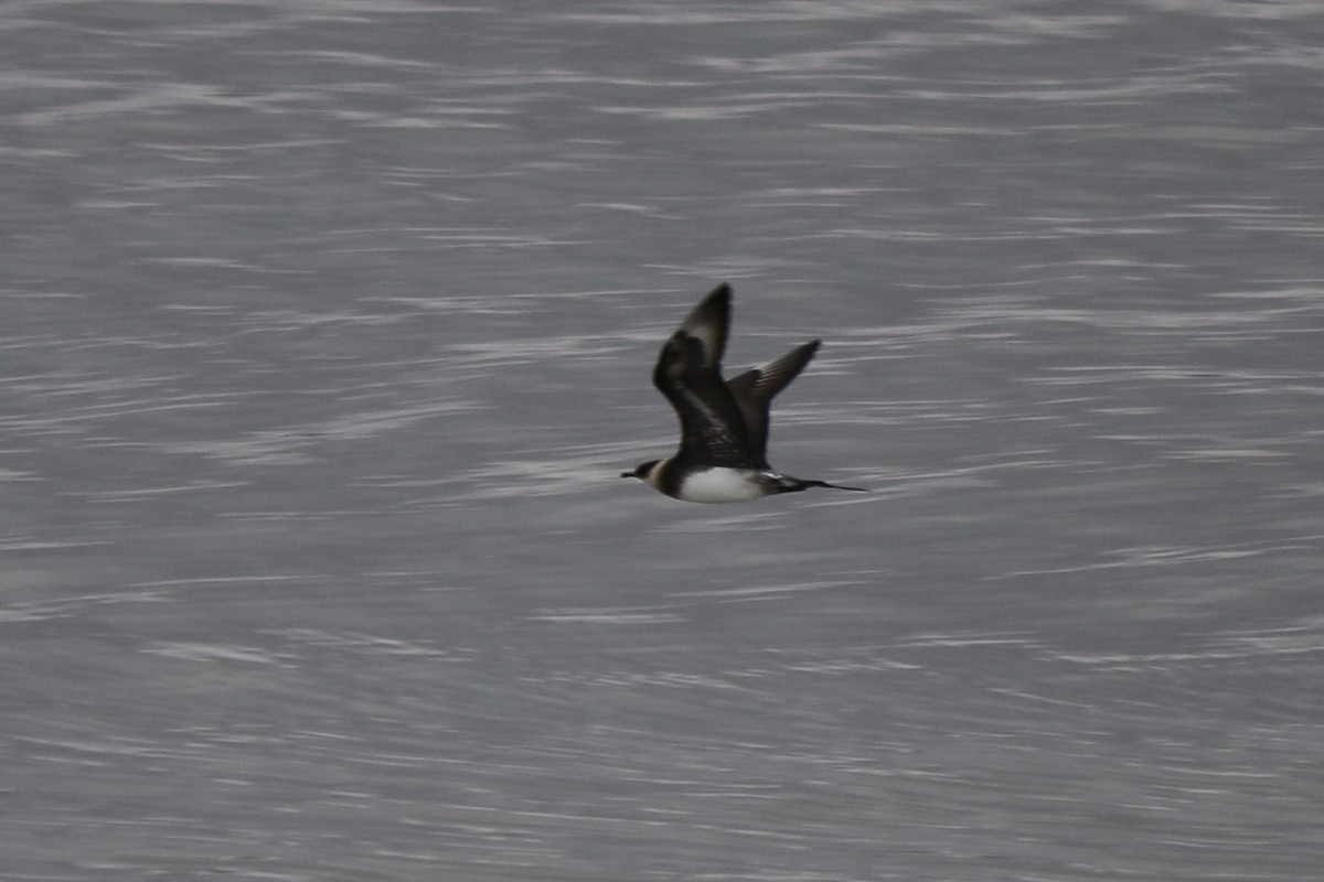 Parasitic Jaeger - ML256086561