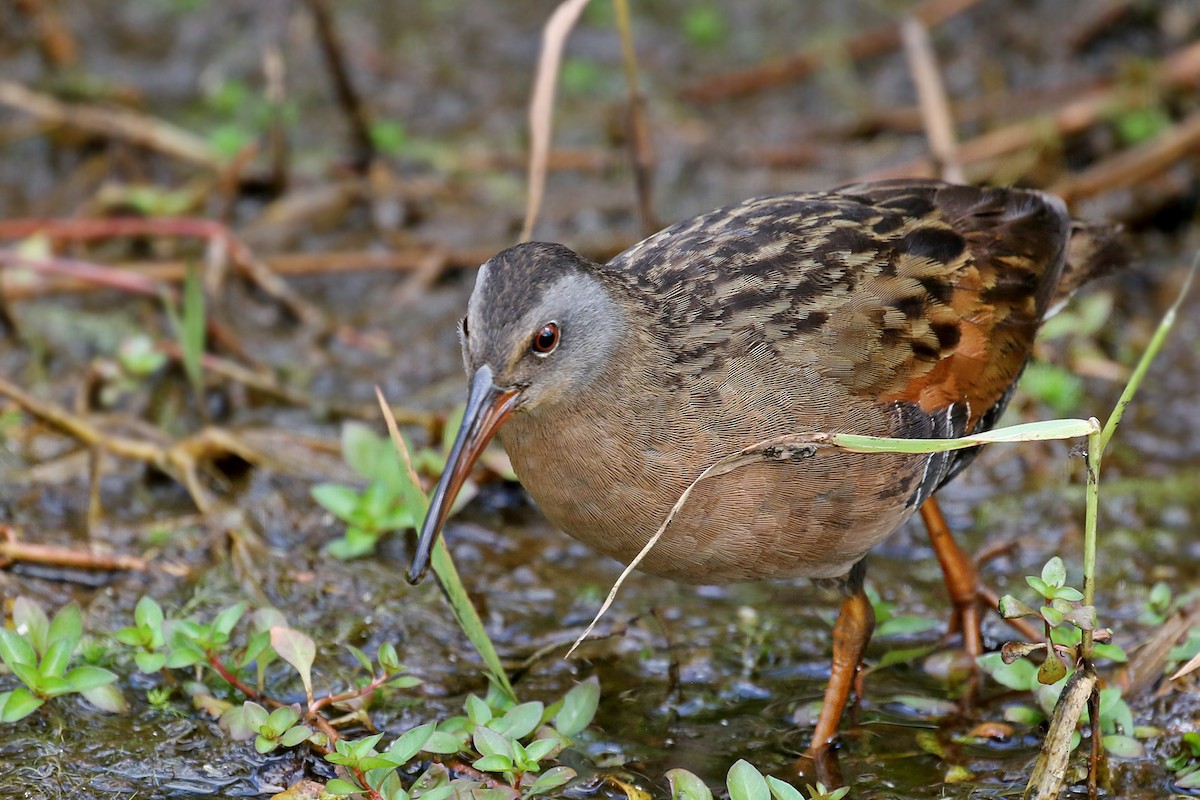 Virginia Rail - ML256092261