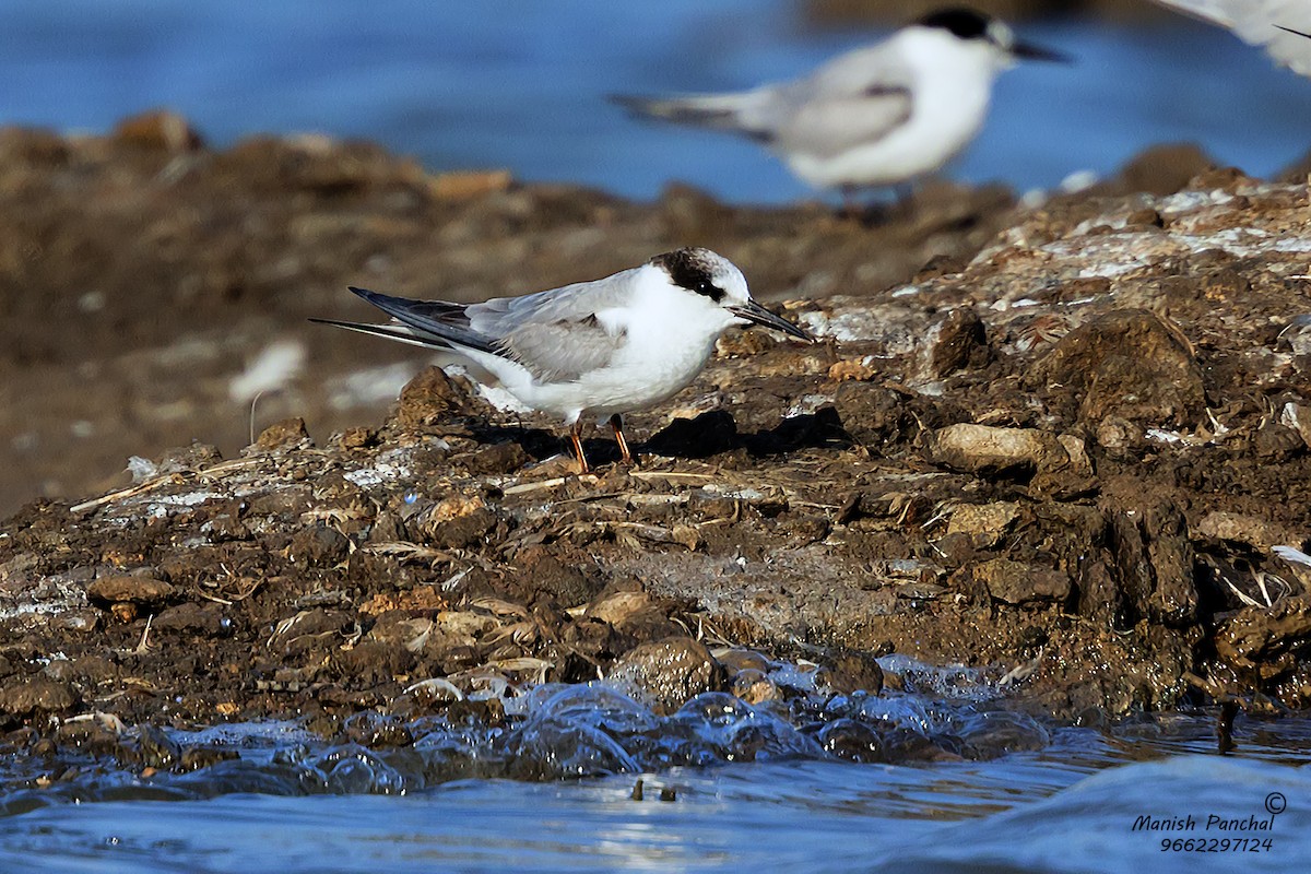 Little Tern - Manish Panchal
