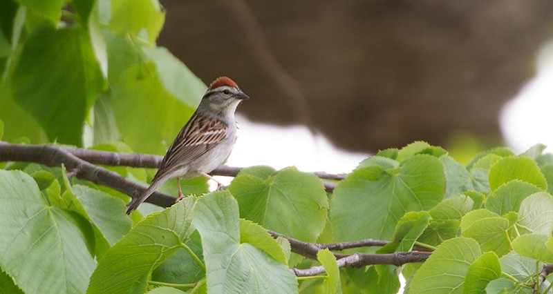 Chipping Sparrow - ML256093051