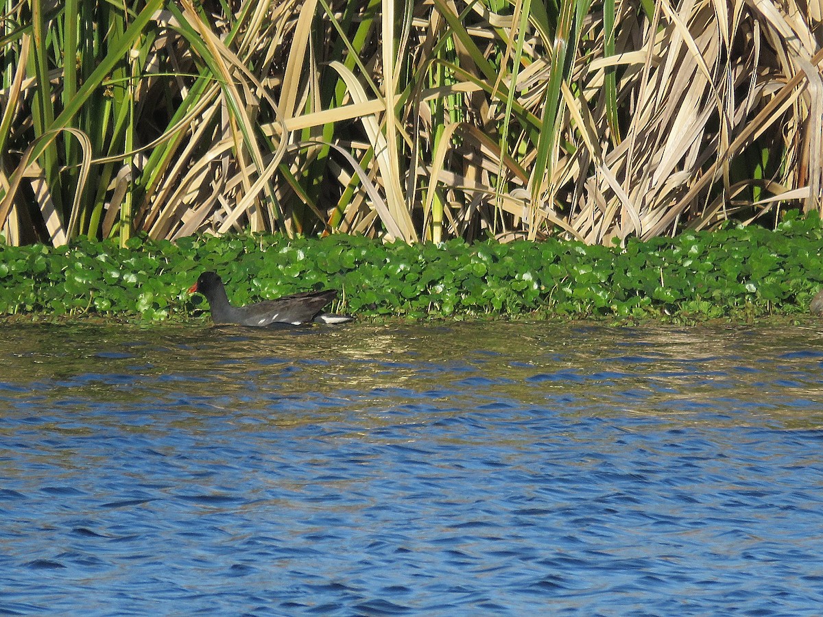 Common Gallinule - ML256093511