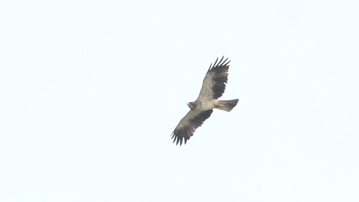 Booted Eagle - ML256094121